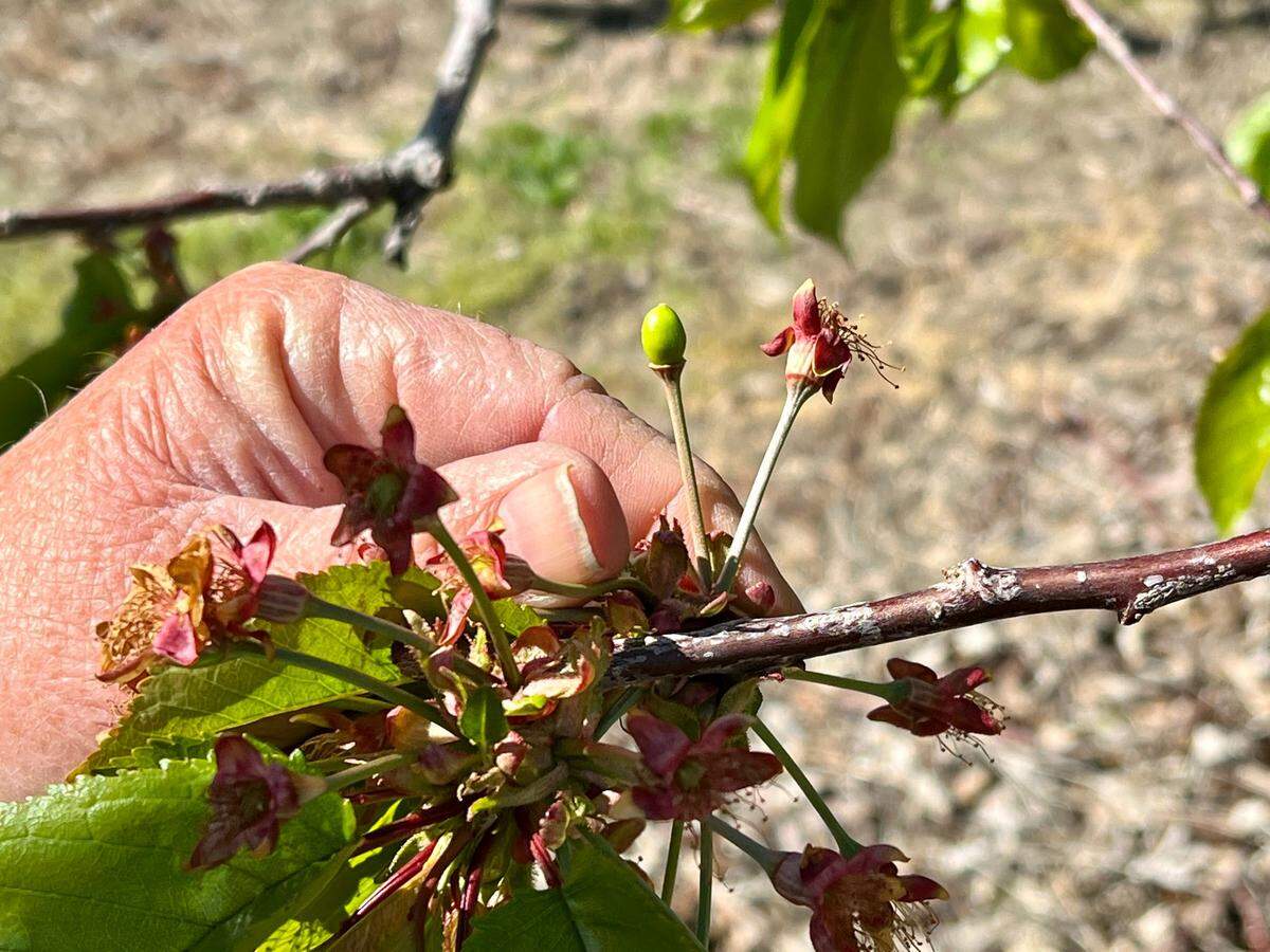 Robin French shows what a cherry in the early stages of development looks like at Ray French Orchard in Richland on April 22, 2022.