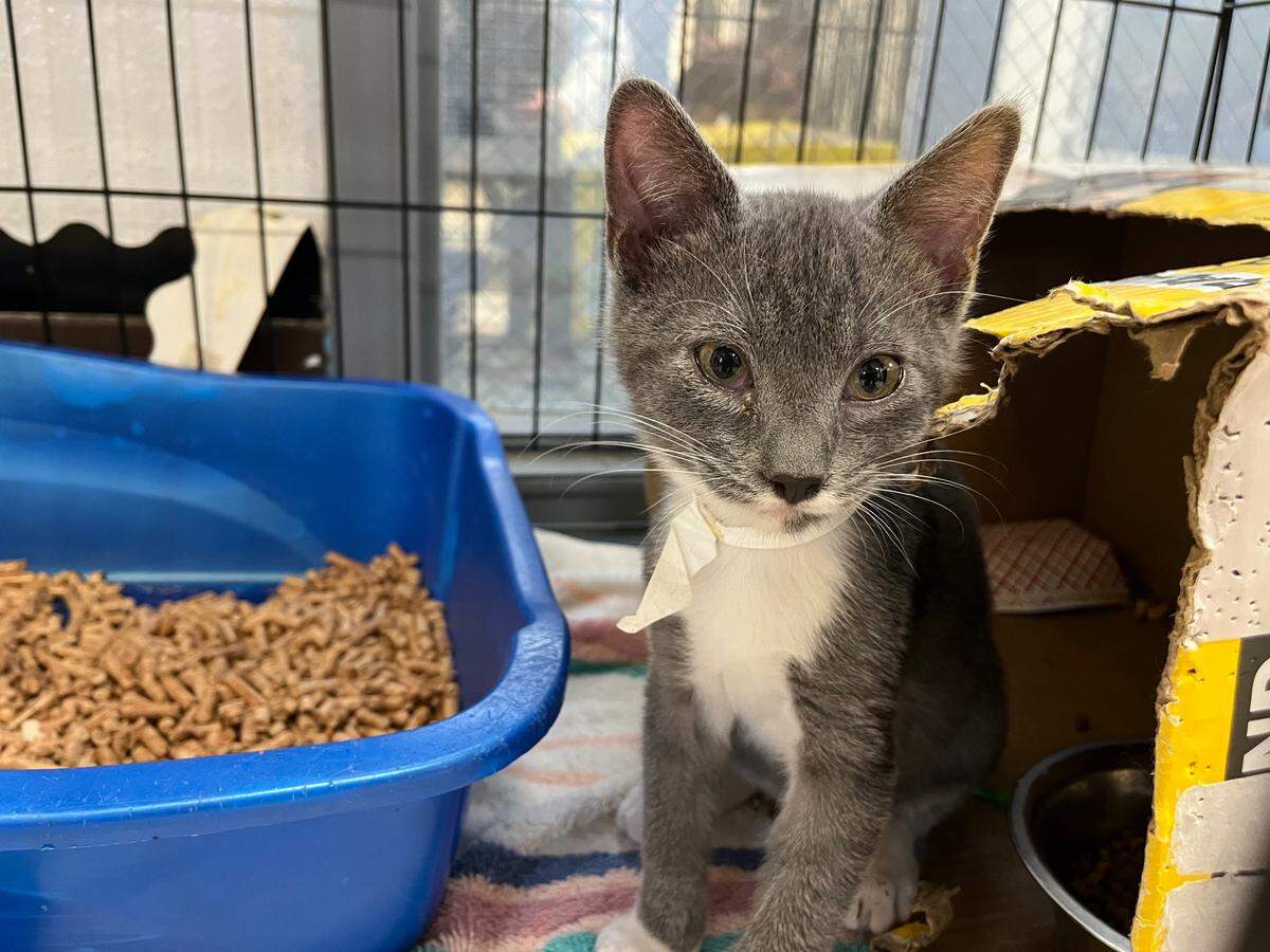 An aging Tri-Cities Animal Shelter in Pasco is being replaced more than a decade after advocates began calling for a change.
