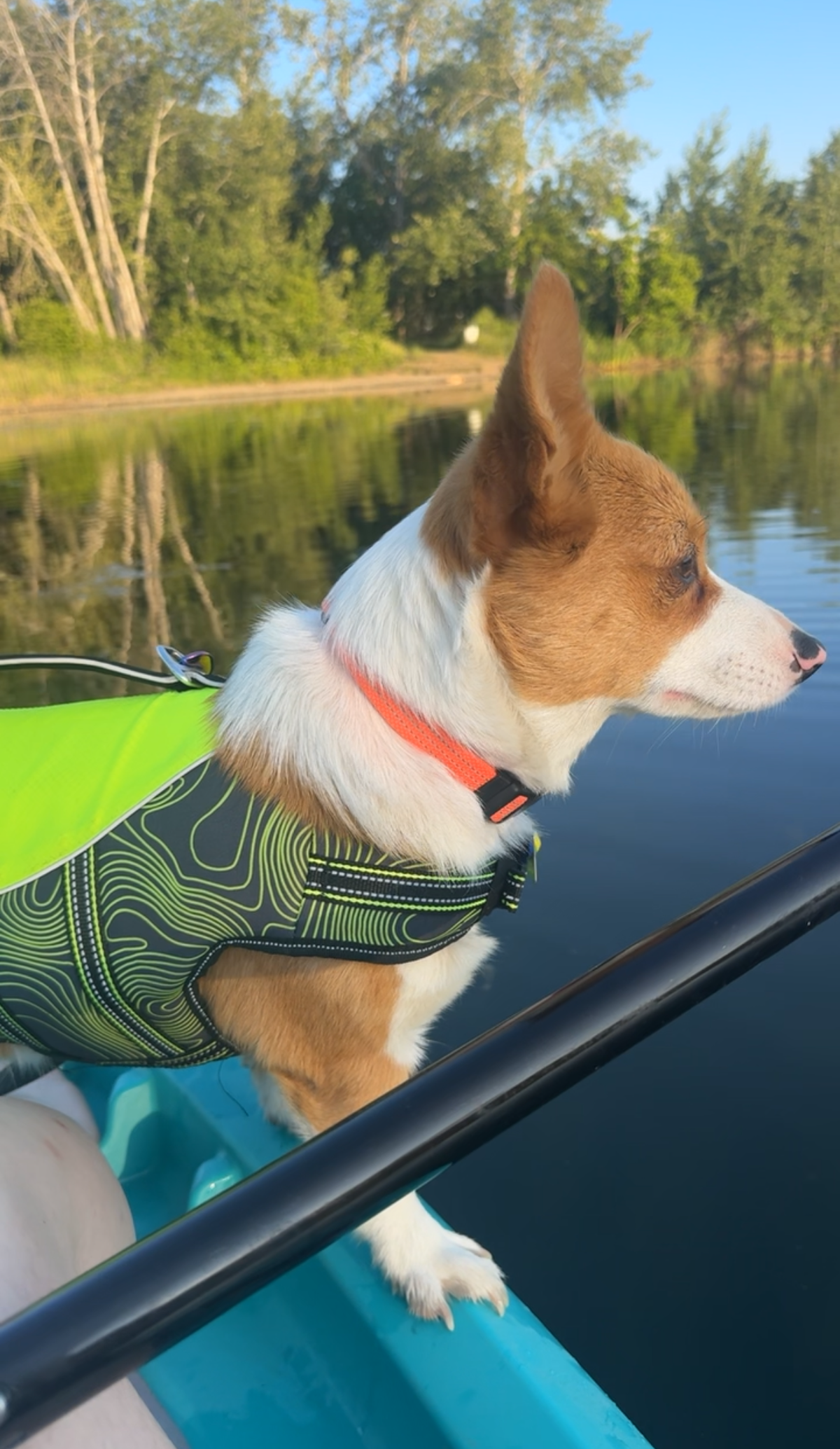 Maple will go kayaking with her owner, always sporting a life jacket.