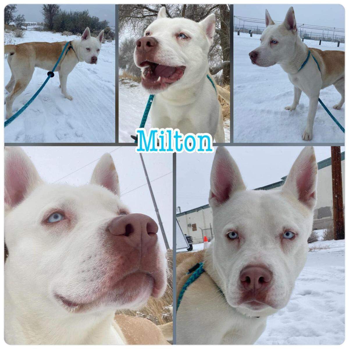 Milton, a white pit bull mix, is at the Tri-Cities Animal Shelter in Pasco and struggles with kennel stress.