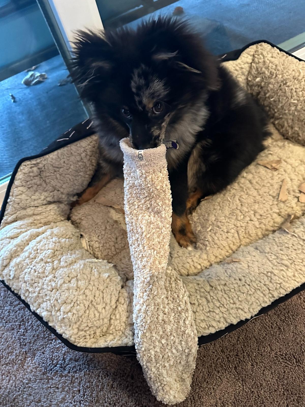 Bear is known for finding and stealing socks.