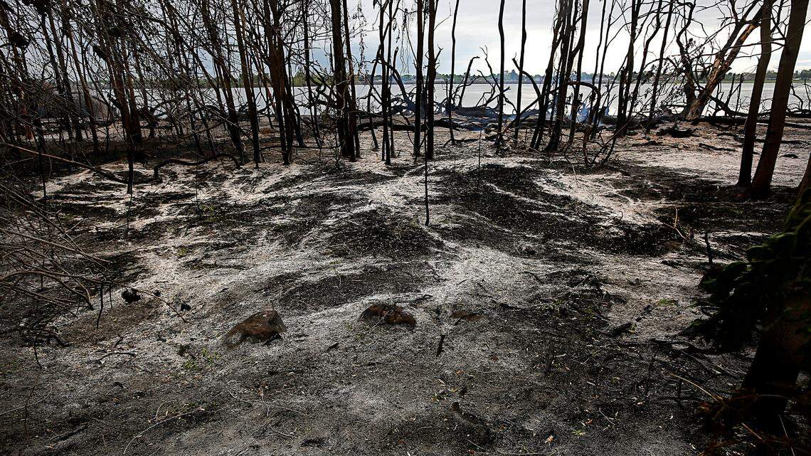 Trees still smolder the morning after a natural cover fire scorched a section of land between the roadway and river in Kennewick’s Columbia Park.