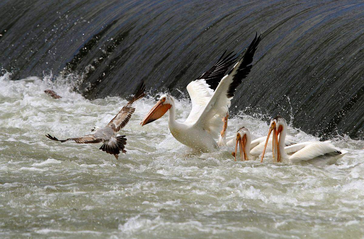A fiesty pelican drives away a gull as the birds compete for lunch at Wanawish Dam on the Yakima River outside Richland.