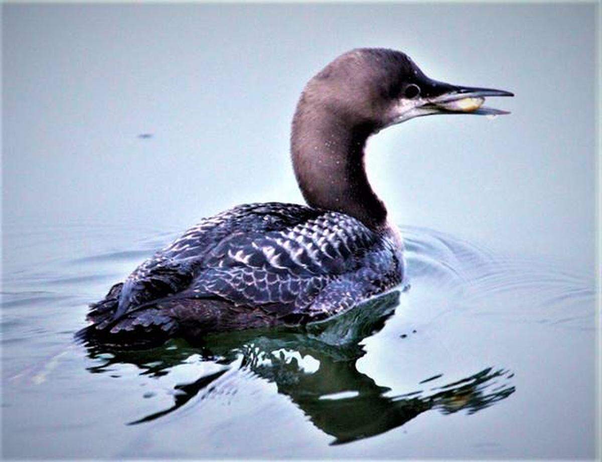 This Pacific loon with a fish in its mouth was photographed in November near Bateman Island.