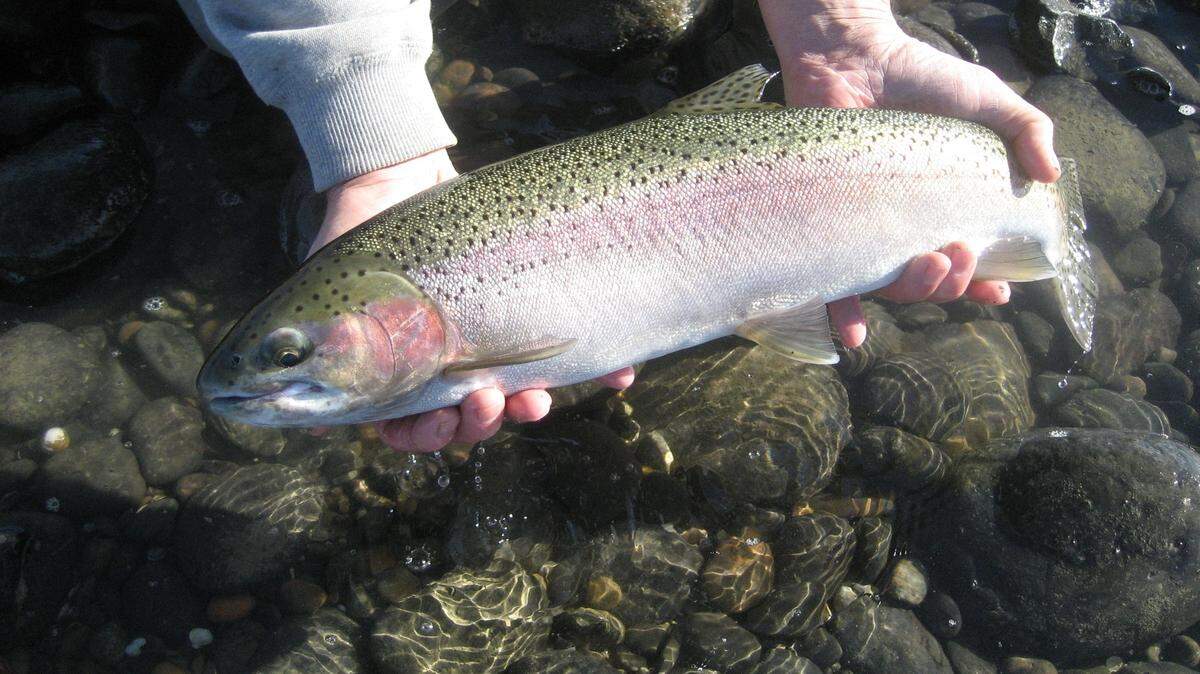 The steelhead season is closing Saturday in the Columbia River from the blue bridge to the old wooden power line towers at the former Hanford townsite. It usually is open into the spring.
