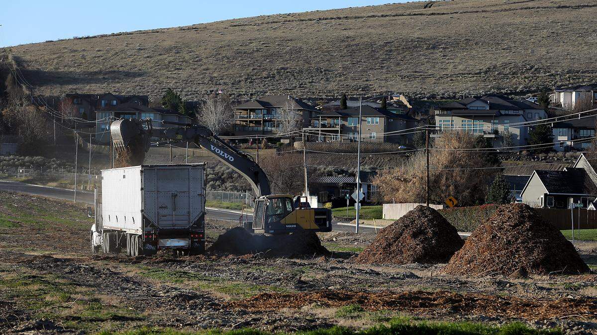 An excavator removes mulched fruit tree from property on the southeast corner of the intersection of South Olympia Street and West 45th Avenue in Kennewick for a housing development.