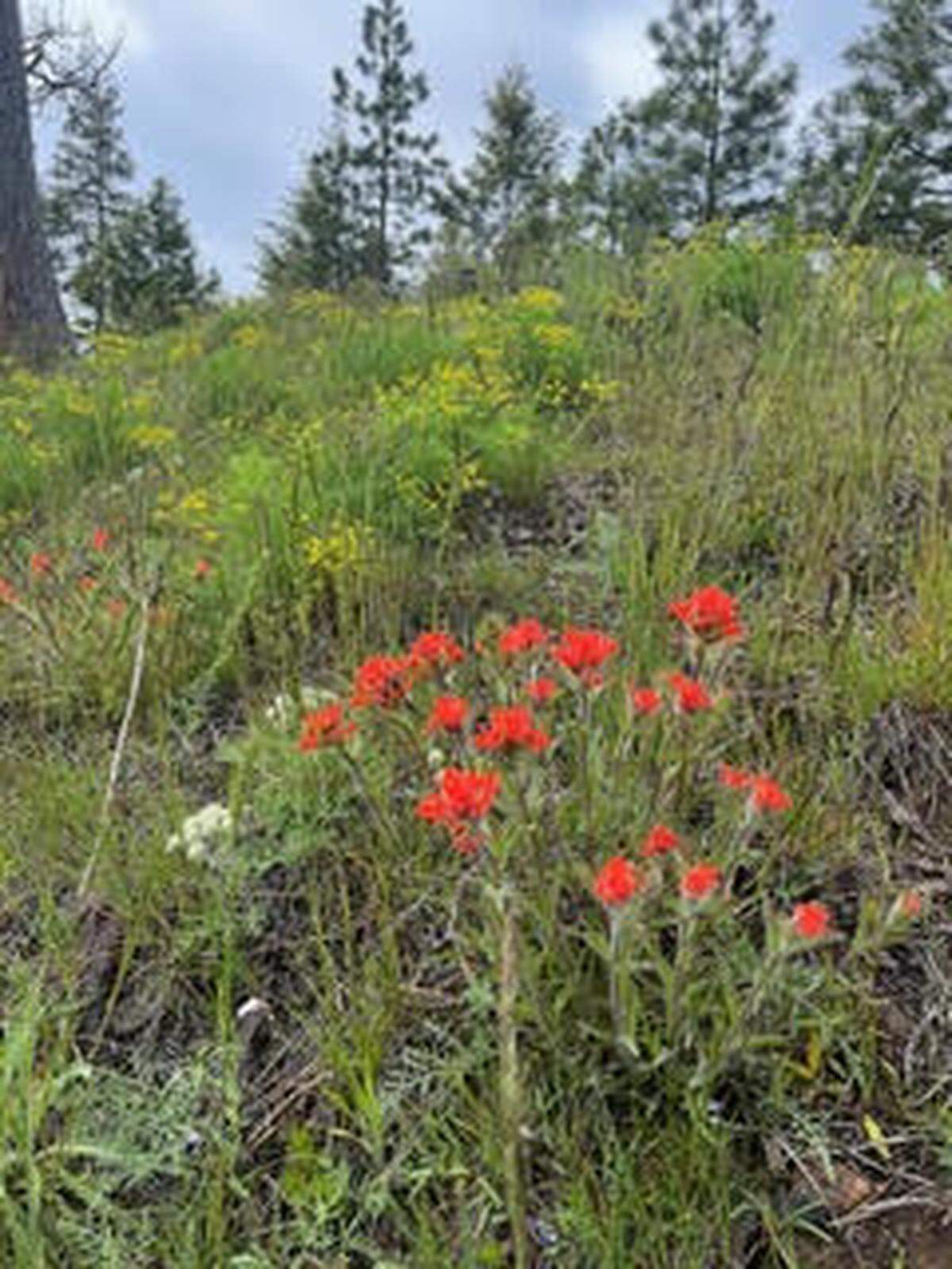 High elevation ridges are sprinkled with a spring bloom of Indian paintbrush, Lomatium, and Cat’s Paw.