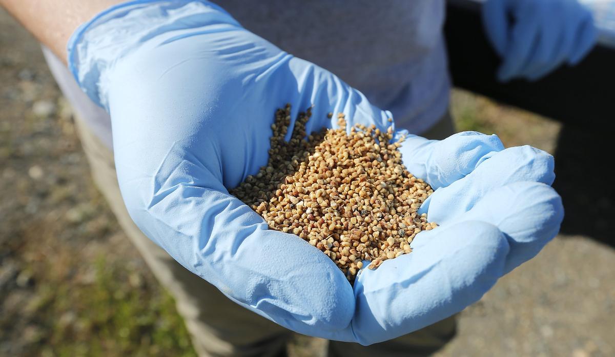 An employee of the Benton County Mosquito Control District holds bacteria- laced granules that are deadly to mosquito larvae.