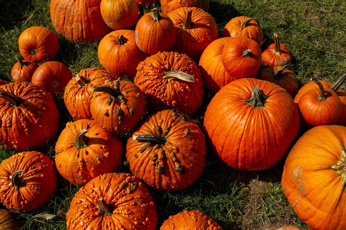 Pumpkins fill bins and a maze made of hay bales sits between two buildings at the Queensgate Gardens produce stand off of Queensgate Drive in Richland. 