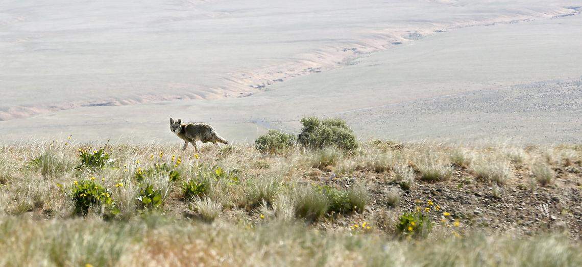 File -- A coyote runs along a ridge adjacent to the road leading to the summit of Rattlesnake Mountain on the Hanford Reach National Monument.
