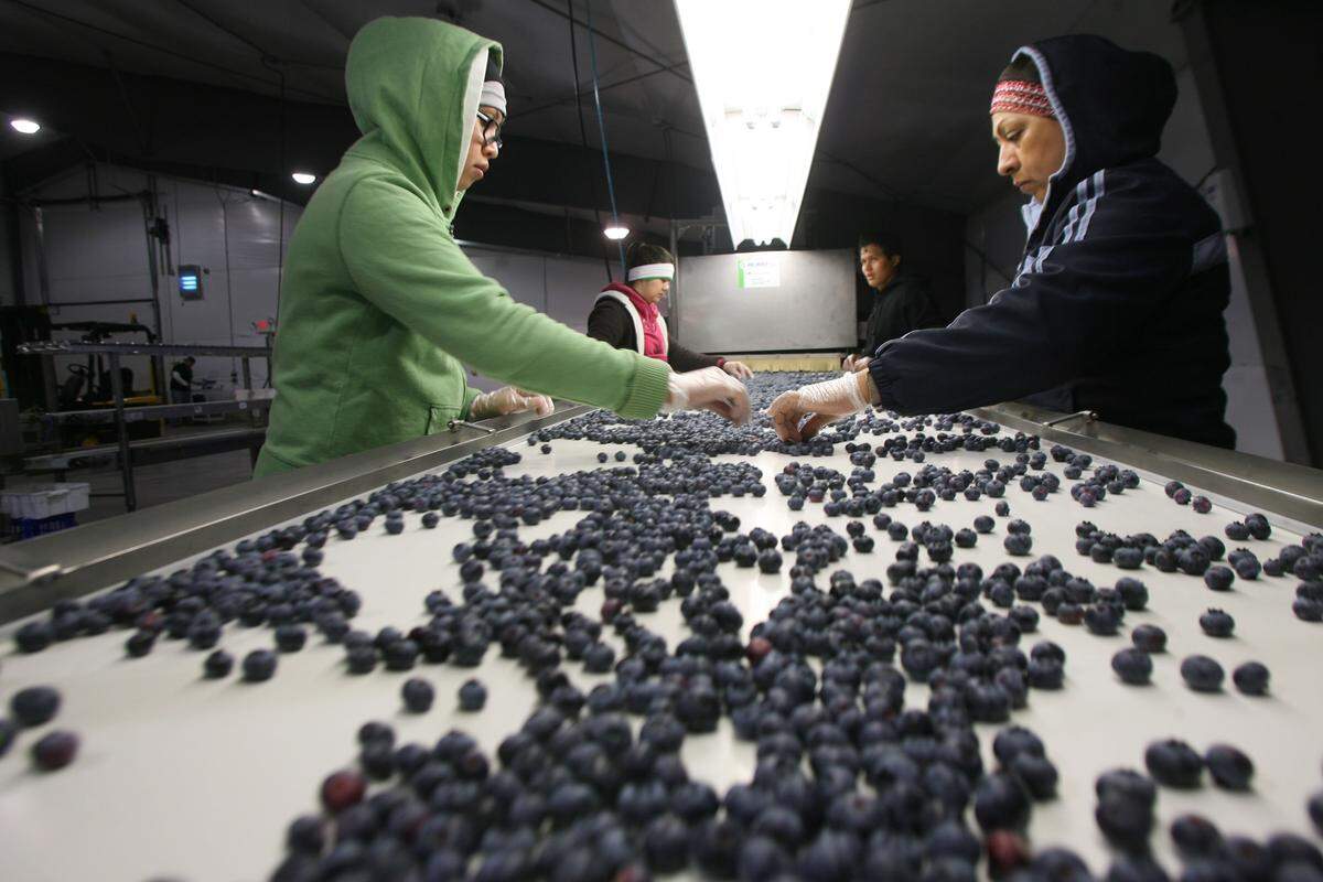 Workers cull blueberries picked in Burbank before packaging them for market. Blueberries aren’t processed after the harvest. For consumers, the picker is the last person who touched the berry.