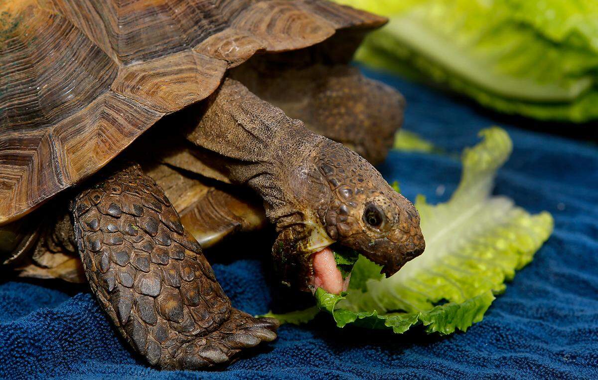 Minty, a gopher tortoise, muches on lettuce as WSU engineering students measure her shell to help them devise and build a mobility device to help her get around. The tortoise is cared for by Terese Meyer of Northwest Toroise, a nonprofit rescure orgranization.