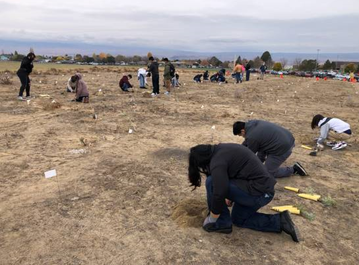 Wahluke Middle School students plant native plants in November 2021 at the restoration site.