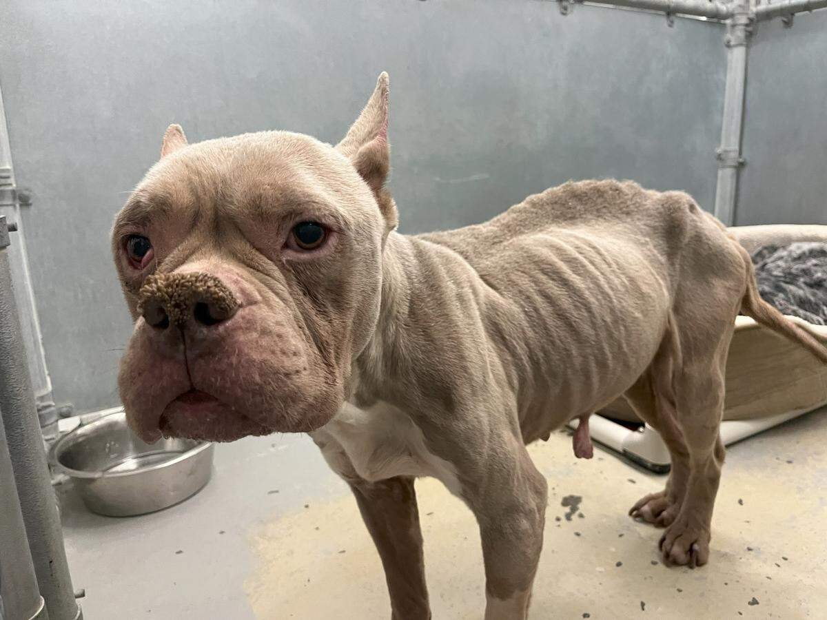 A severely emaciated “pittie” that apparently was abandoned south of Kennewick was being cared for at the Benton County Canine Shelter.