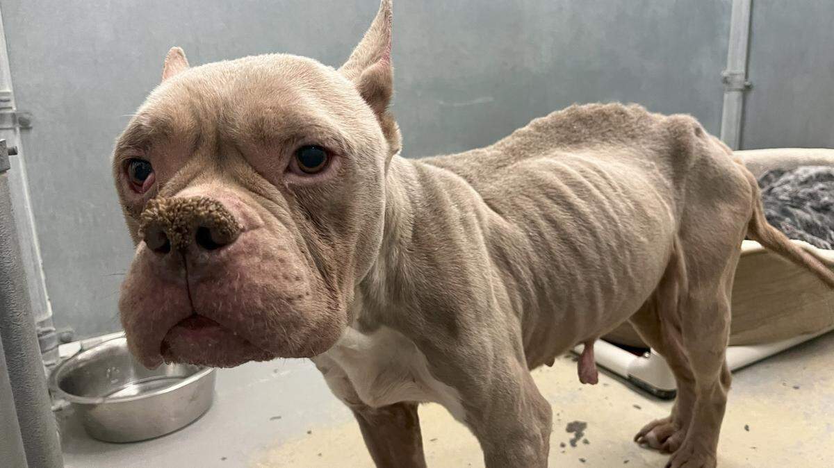 A severely emaciated “pitty” that apparently was abandoned south of Kennewick was being cared for Friday at the Benton County Canine Shelter.