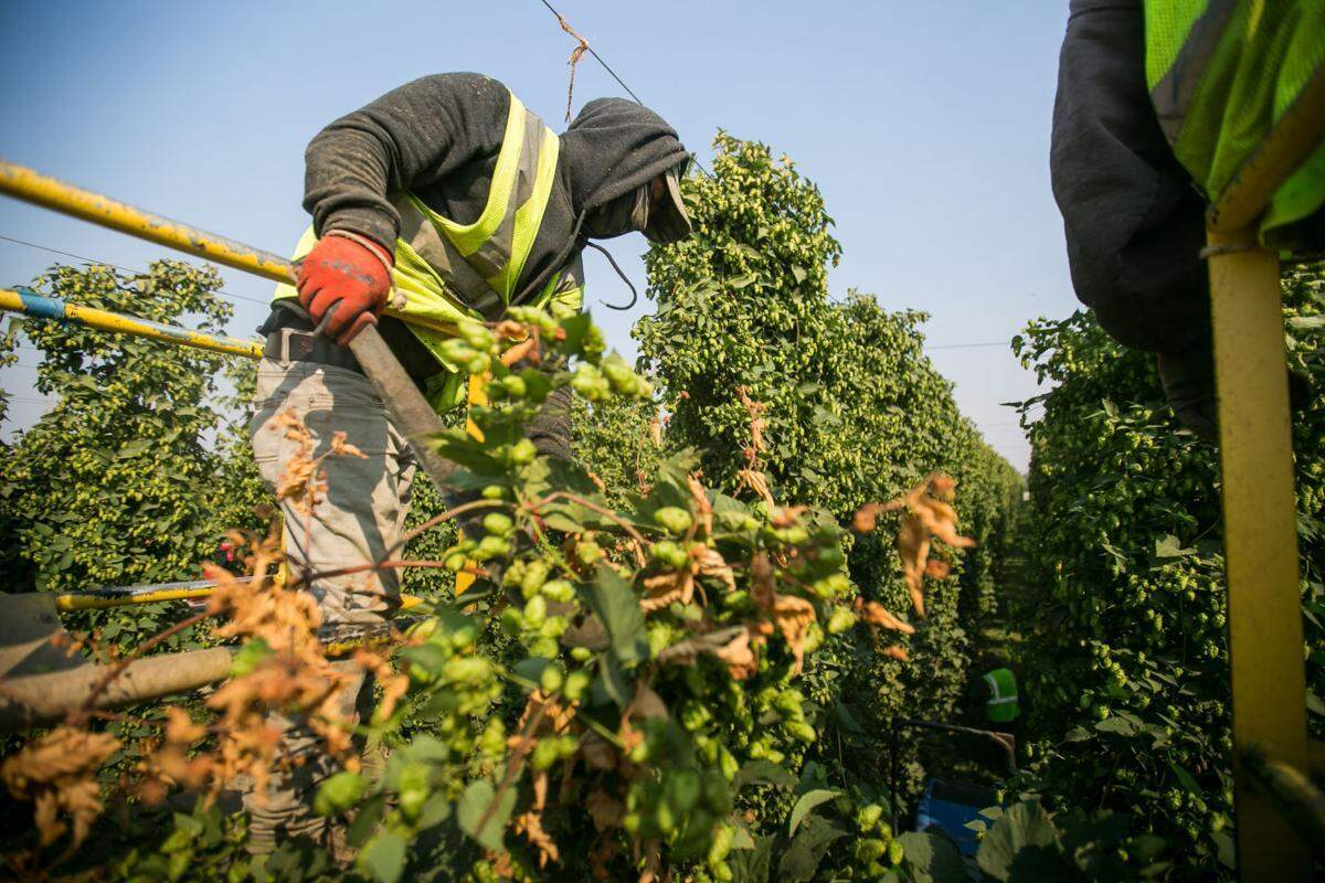 Juan Morales uses a machete to harvest hop vines at Carpenter Ranches near Granger. Hop farmers are seeing a drop in demand because of the coronavirus pandemic restrictions on restaurants and breweries.