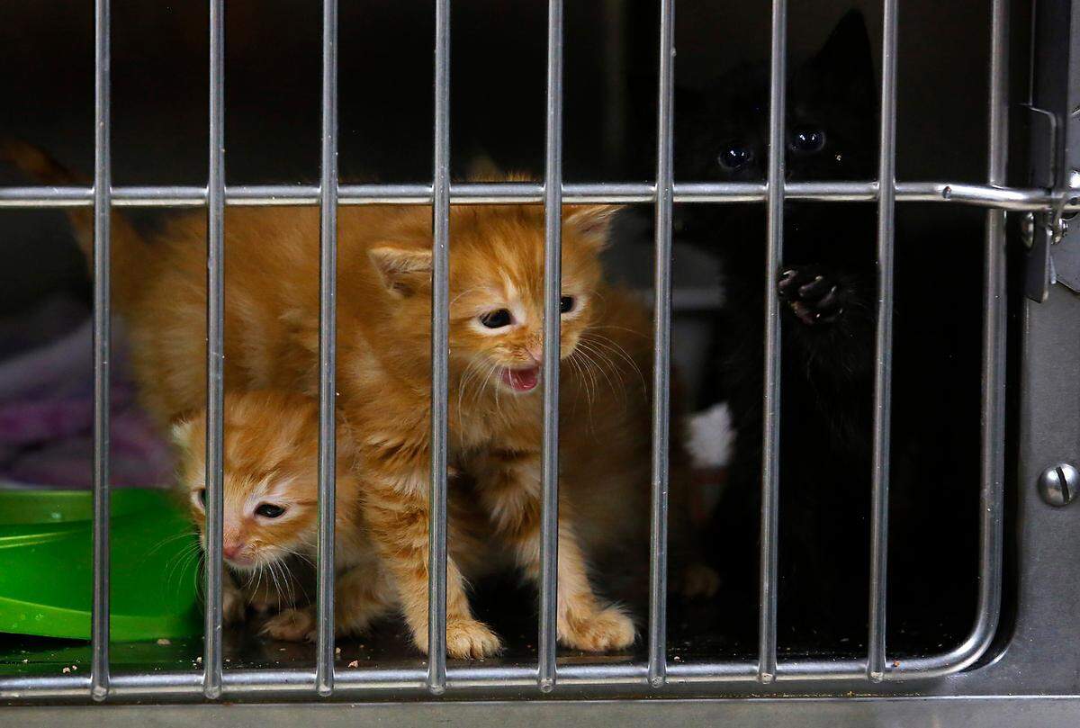 Three kittens vie for attention from visitors inside the intake room at the Tri-Cities Animal Shelter and Control Service in Pasco.