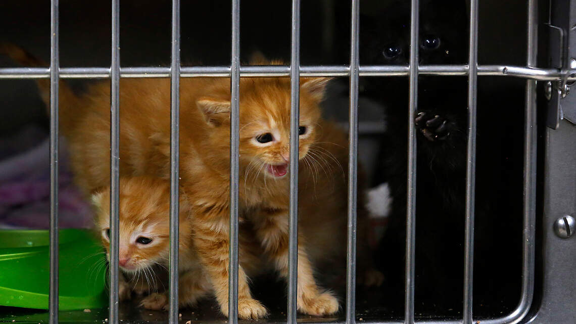 Too many kittens. Overflow of pets has Tri-Cities Animal Shelter reaching for help