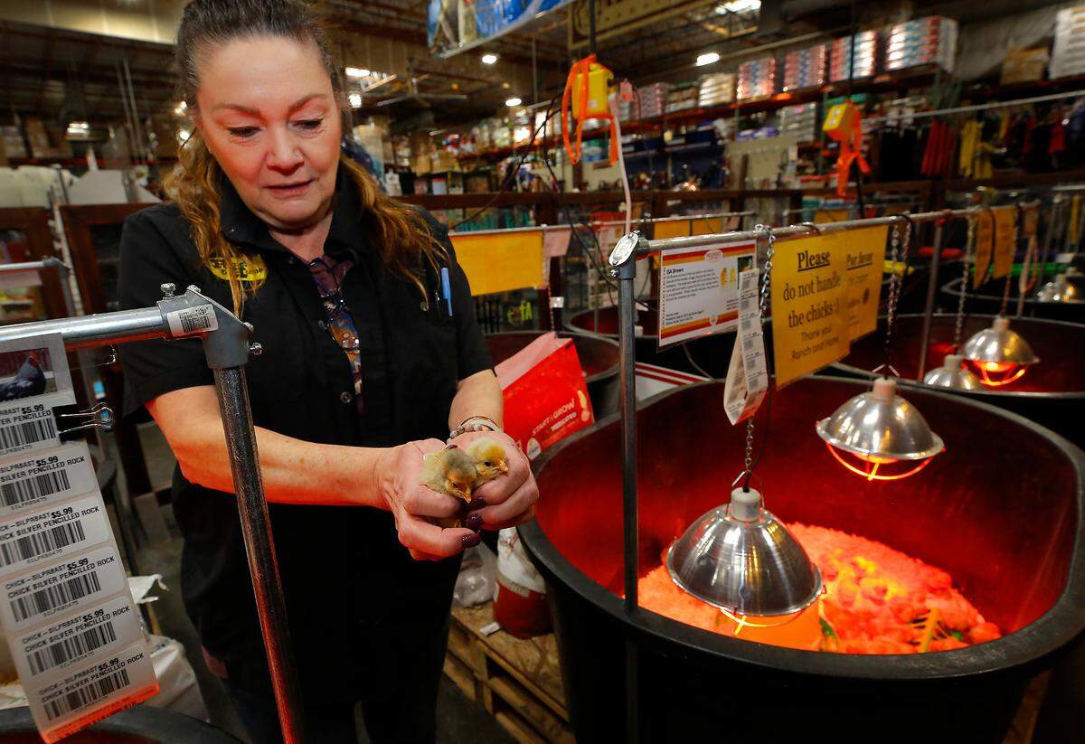 Ranch & Home employee Andy White holds a pair chicks the Kennewick store has for sale.