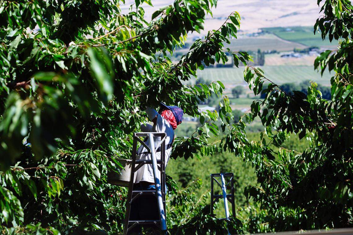 Northwest cherries come from Washington, Oregon, Idaho, Montana and Utah.