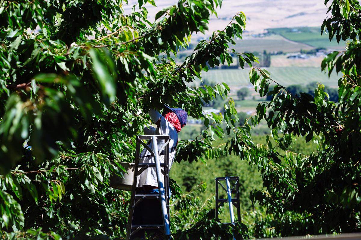 Northwest cherries come from Washington, Oregon, Idaho, Montana and Utah.