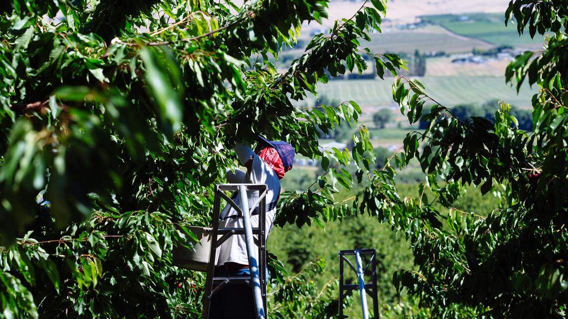 Washington cherries are ripe for picking. But are there enough farm workers?
