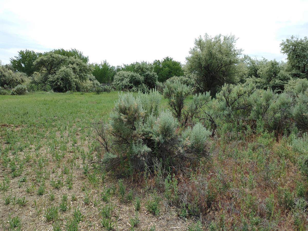 Ten acres of shrub steppe habitat - sagebrush - was destroyed for a conservation project in Richland’s W.E. Johnson Park. Weeds can be seen overtaking the cleared area.