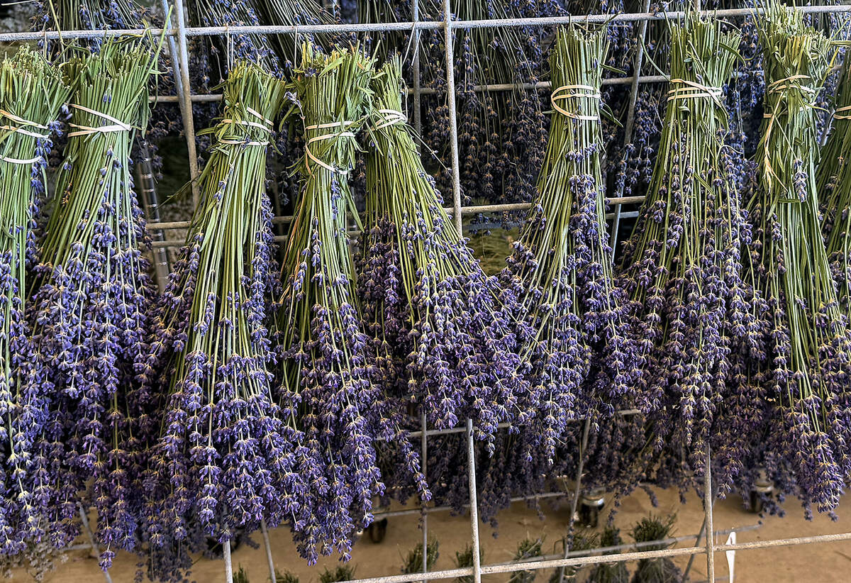 Before the lavender goes on to become bath products or kitchen ingredients, all the stems need to be dried.