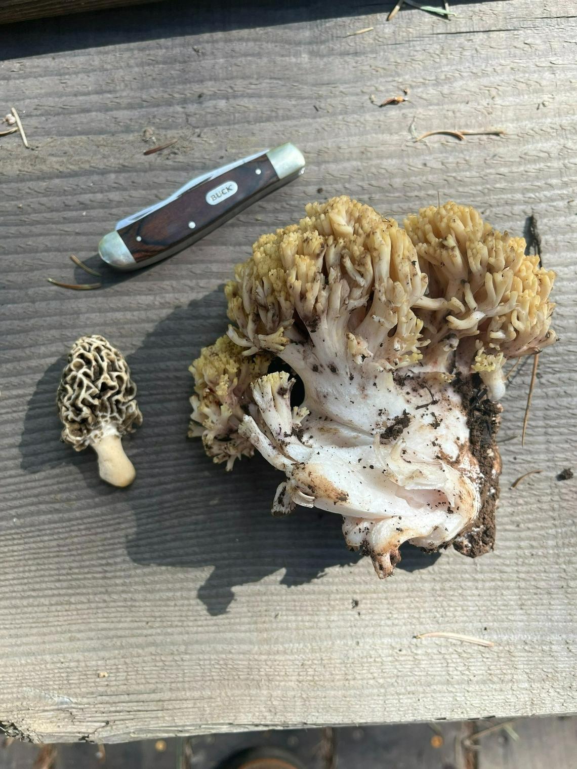 Coral mushrooms from the Blue Mountains resemble “a pile of noodles” and are much larger in size than the average morel.