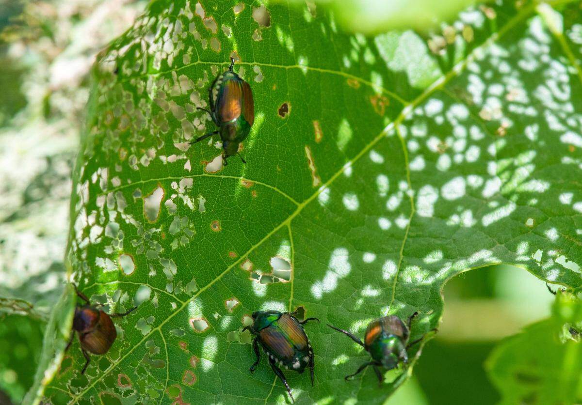 Japanese beetles leave pockmarks on leaves, leaving behind the skeletal remains of the leaf.