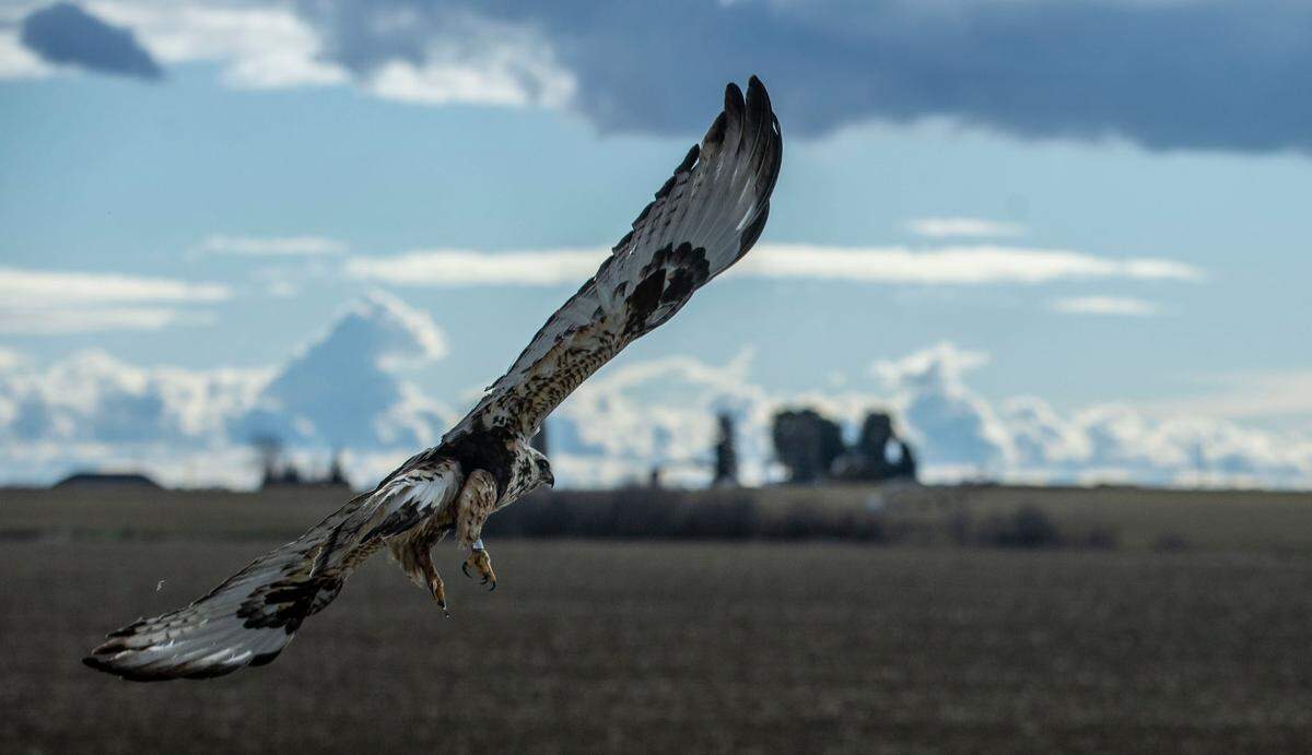 A rough-legged hawk flies off after being released by a Blue Mountain Wildlife volunteer north of Pasco.
