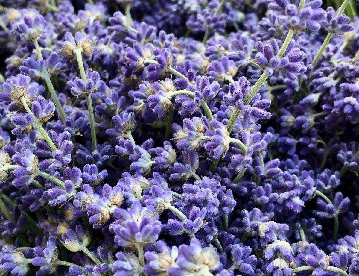Sunkissed Lavender grows 13 different varieties of lavender.
