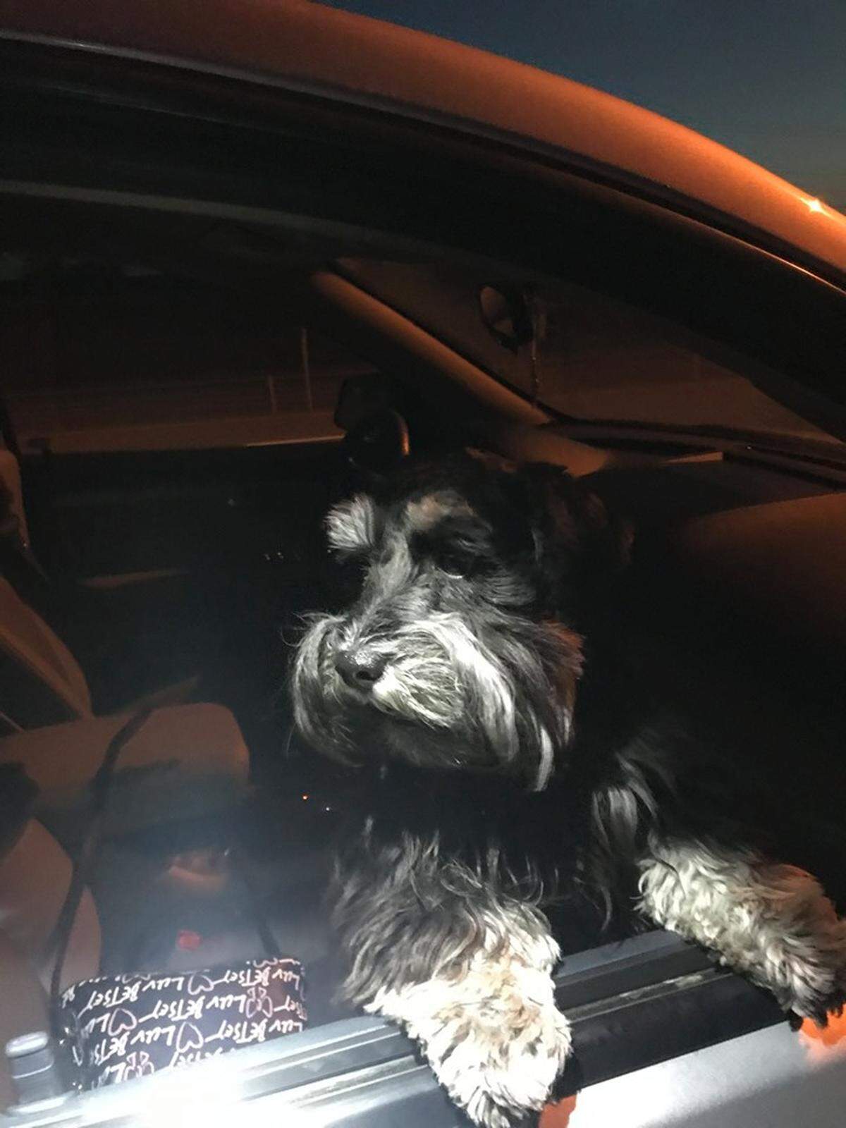 Daisy locked her owner out of the car when she went to rescue a kitten stranded by the side of Interstate 182.