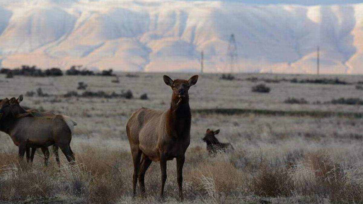 Six elk and deer have been hit on the Hanford nuclear reservation in November.