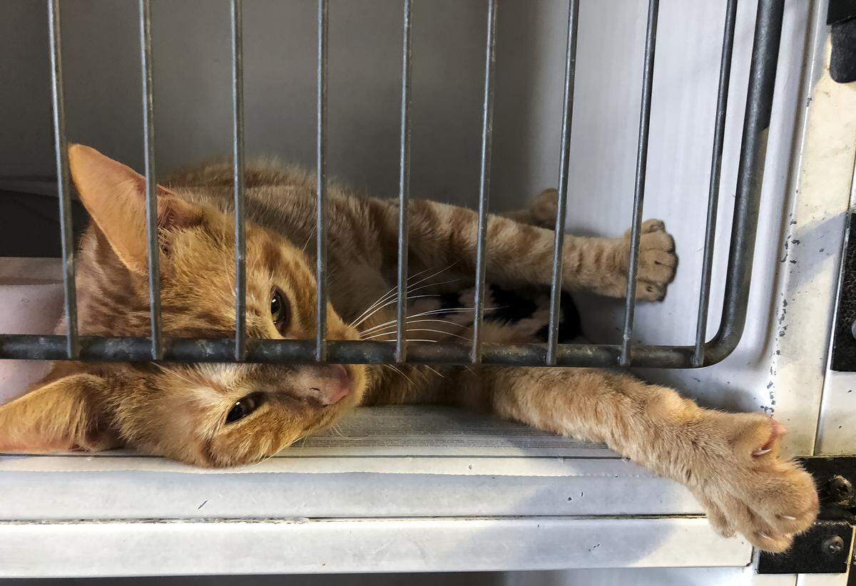 A red tabby cat reaches its paw outside the cage at the Tri-Cities Animal Control shelter in Pasco.