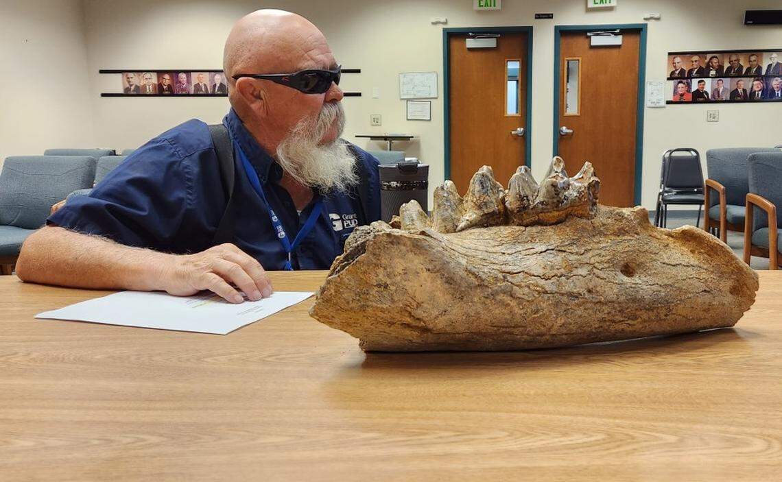 Grant PUD Commissioner Nelson Cox examines the fossilized jawbone of a mastodon found near the Columbia River at Hanford in March. It could be 6 million years old.