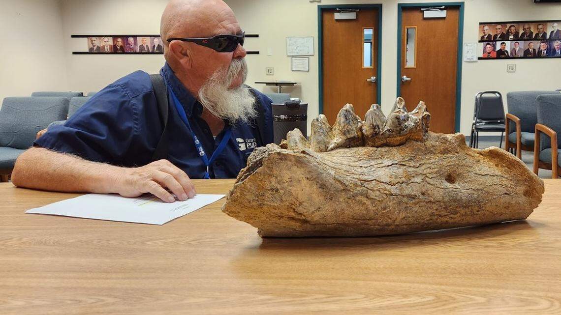 Grant PUD Commissioner Nelson Cox examines the fossilized jawbone of a mastodon found near the Columbia River at Hanford. It could be 6 million years old.