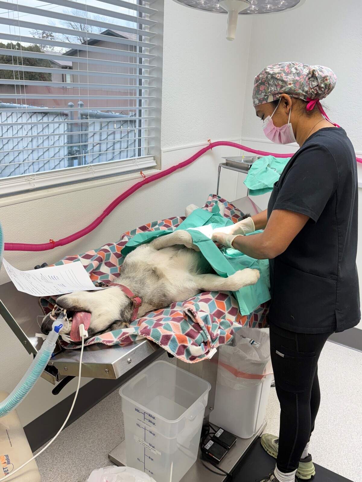 Veterinarian Dr. Ganesan performs surgery on a dog at Pet Overpopulation Prevention’s Pasco clinic.