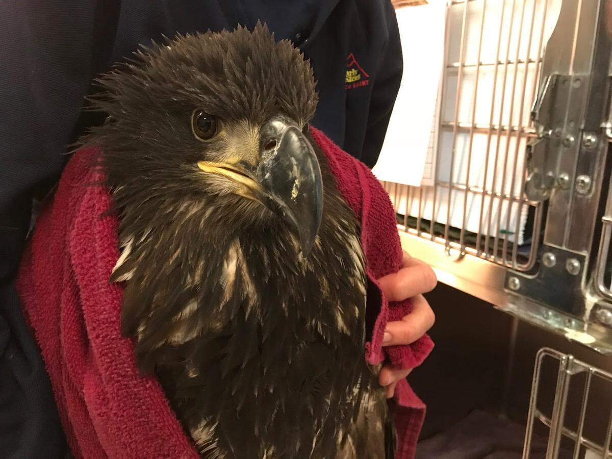This immature female bald eagle was discovered under a bush in a Richland backyard not far from Leslie Groves Park.