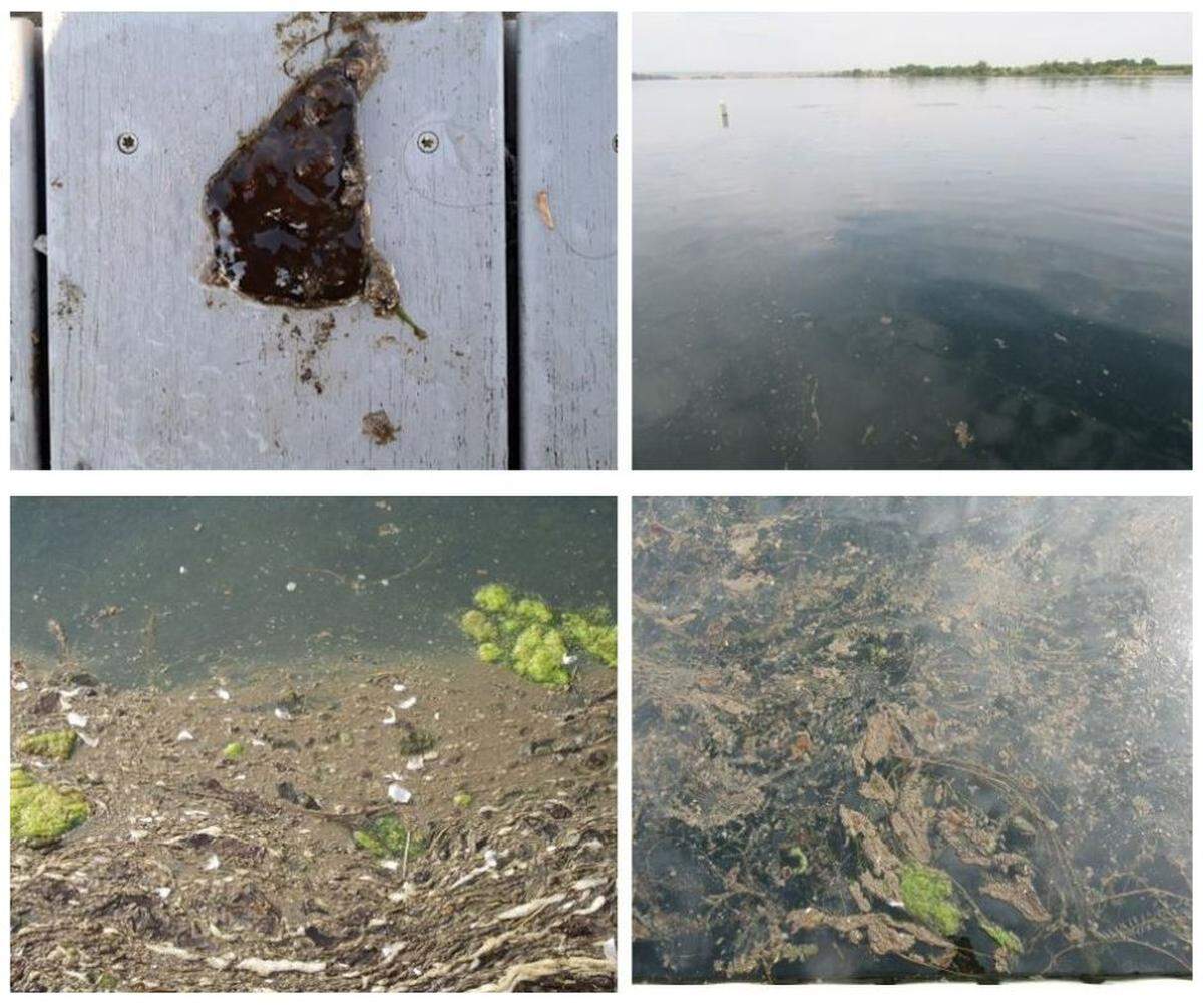 Clumps of algae found along the Columbia River shoreline are pictured.