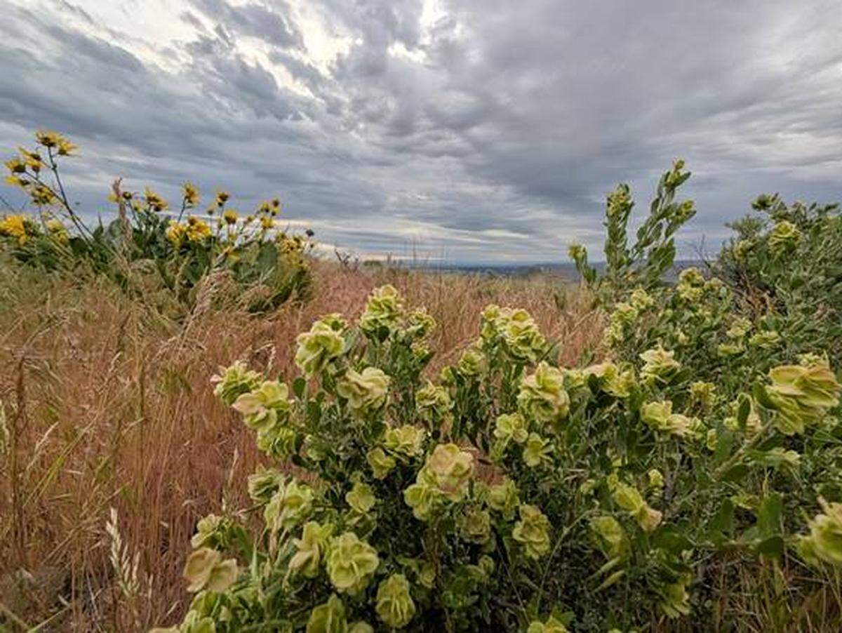 Spiny hopsage blooms are mostly yellow-green, but will turn a beautiful pink and magenta in the coming weeks.