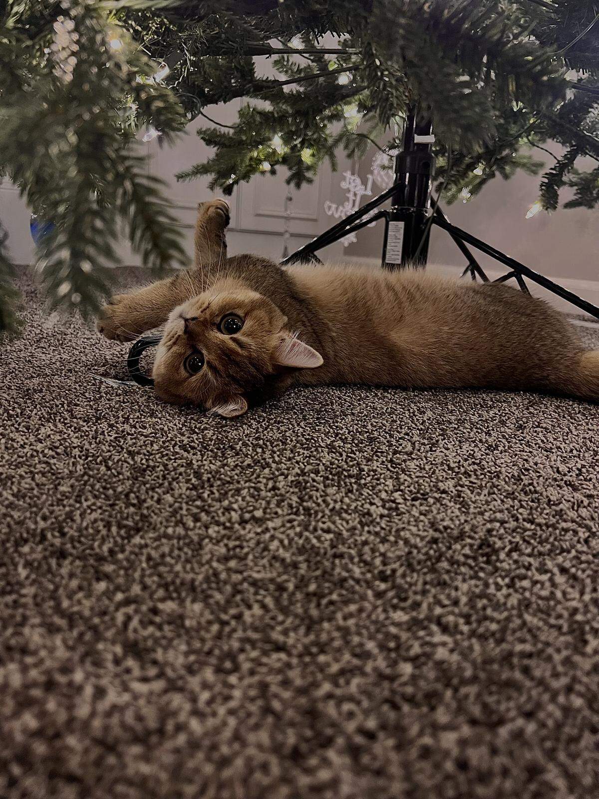 Ginger is a mischievous cat, always finding something to play with.