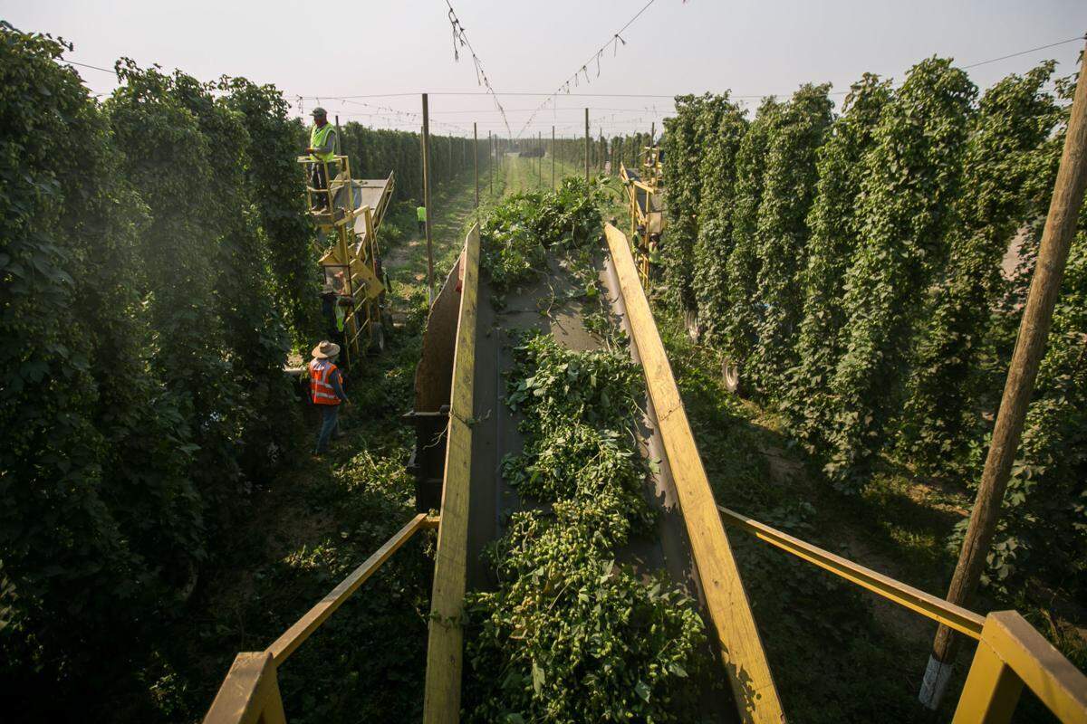 Hop vines are harvested at Carpenter Ranches near Granger. Hop farmers are seeing a drop in demand because of the coronavirus pandemic restrictions on restaurants and breweries.