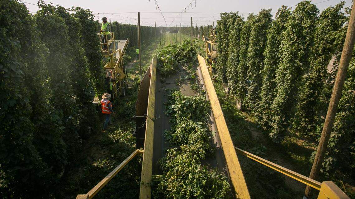 COVID pandemic pushes changes for Yakima Valley hop growers