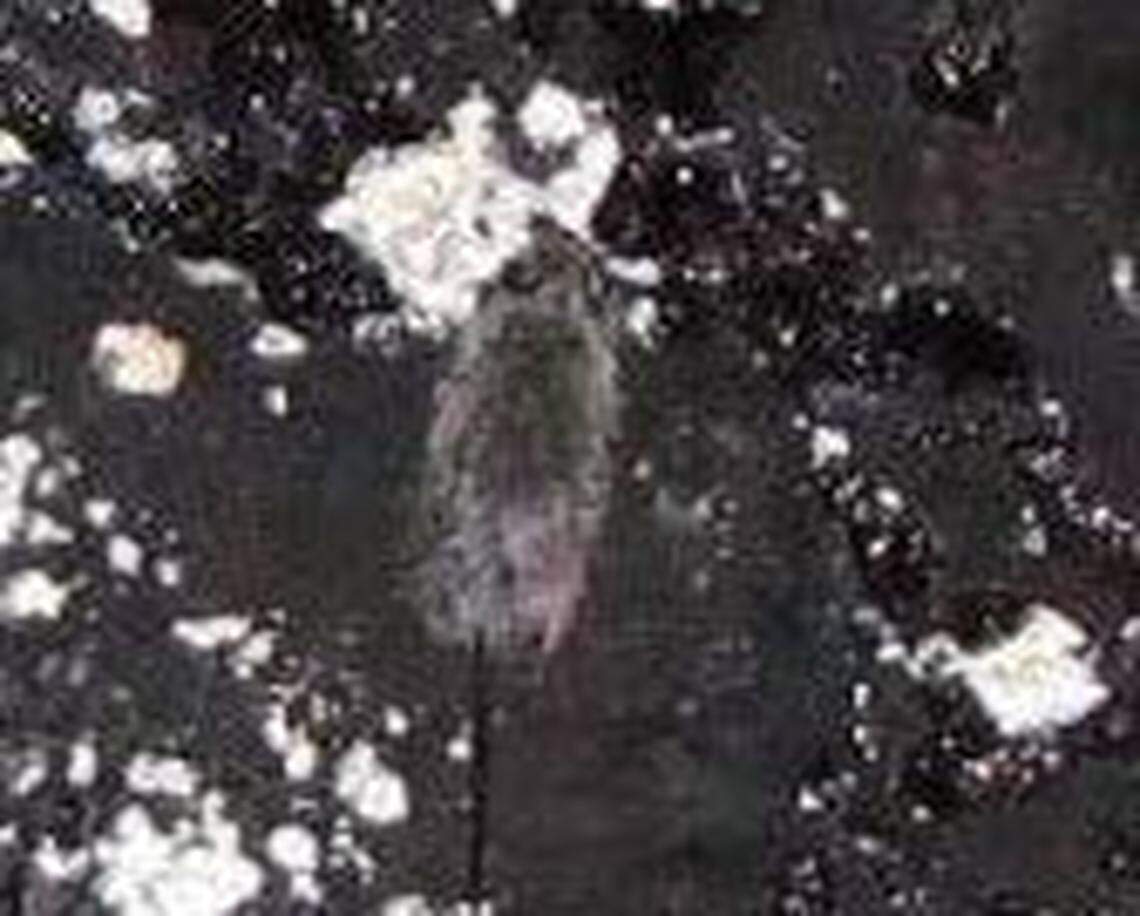 Food and Drug Administration inspectors took this photo of a rat on a layer of crust and mold in a tank of grape juice concentrate atValley Processing in Sunnyside, according to a court document.