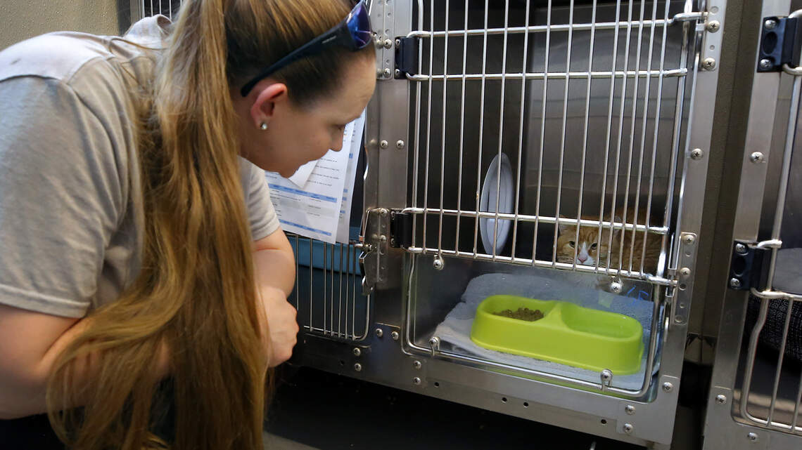 Rescued hoarded cats struggling to trust again and find new Tri-City homes