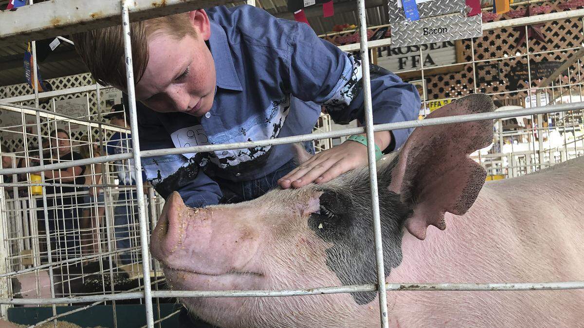 Hunter Scott of Burbank stands inside a pen Wednesday petting his 289-pound pig named Bacon at the Benton Franklin Fair & Rodeo in Kennewick.