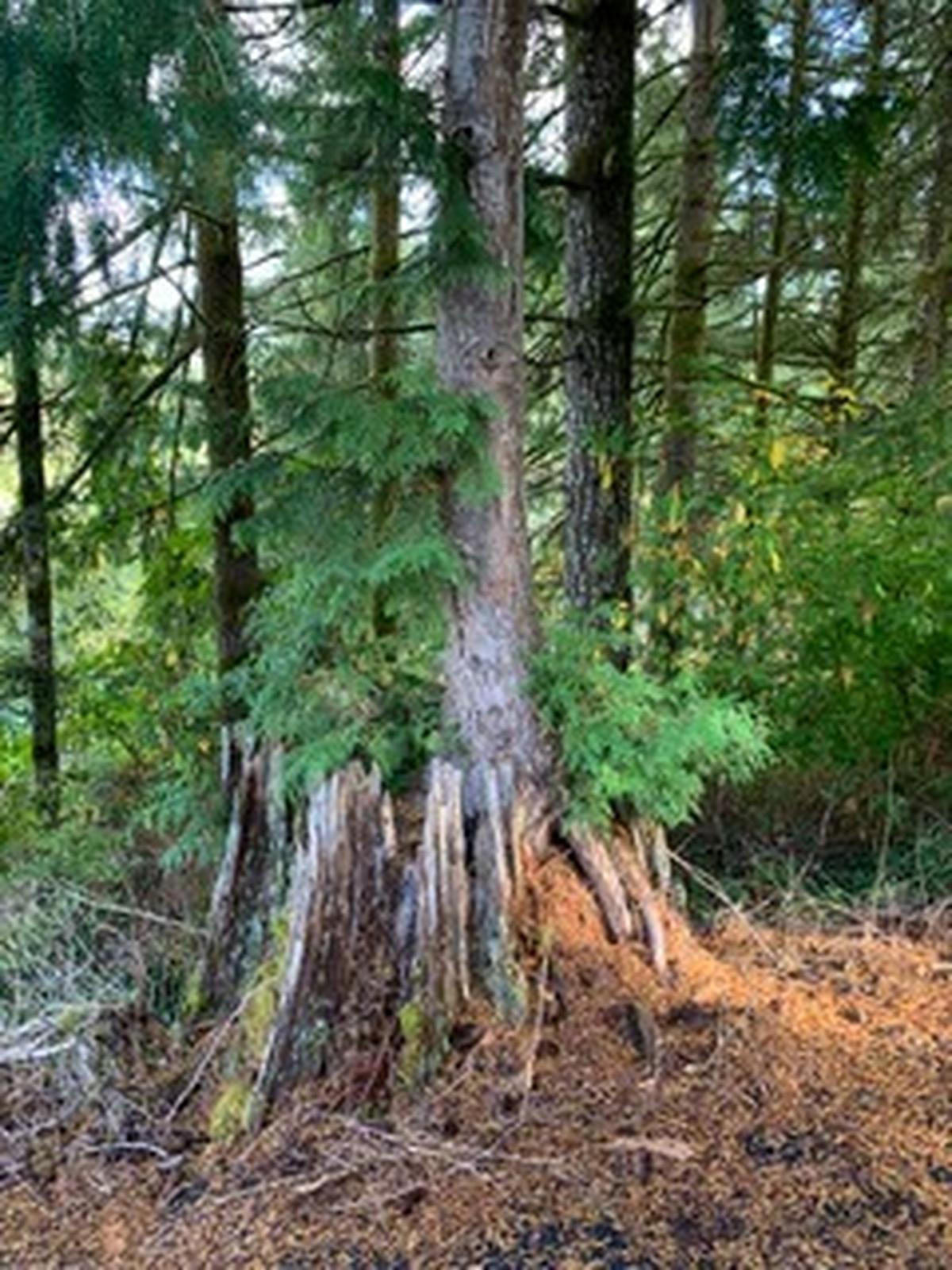 When a longtime friend died, a walk in the cemetery revealed a life lesson. An old tree stump was sustaining new growth.