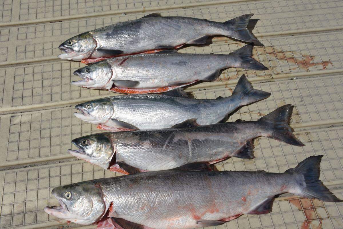 Starting Monday any sockeye or summer chinook salmon must be released if they are caught in certain parts of the Columbia River in the Tri-Cities, according to the Washington state Department of Fish and Wildlife.