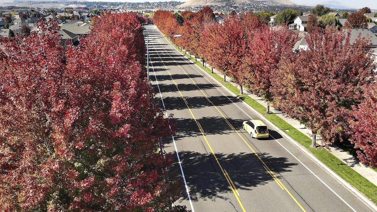 Cooler overnight temperatures have transformed West Fourth Avenue near South Joliet Street into a colorful canopy of fall foliage for motorists and pedestrians in west Kennewick. The autumn blaze maple trees lining the street have recently started changing colors. Warmer temperatures and sunny skies are expected to last through the weekend, according to the weather forecast.